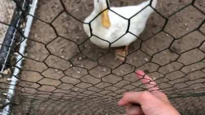 My pet duck is a jerk