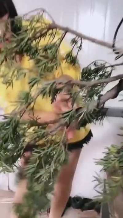 Bonsai Bending