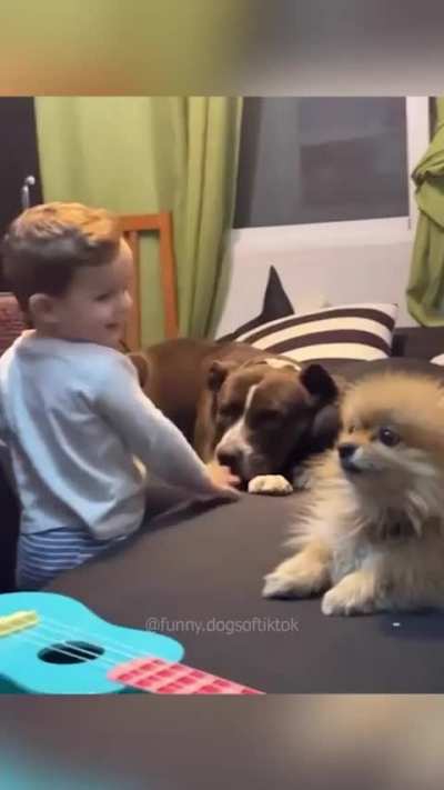 Kid vs Dogs 🐕🐶