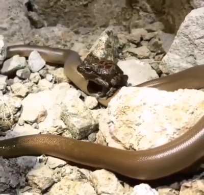 Get on the Snektrain!