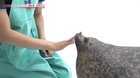 Seals are derpy, chonky and squishy