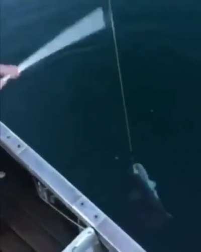 Carioca pescando