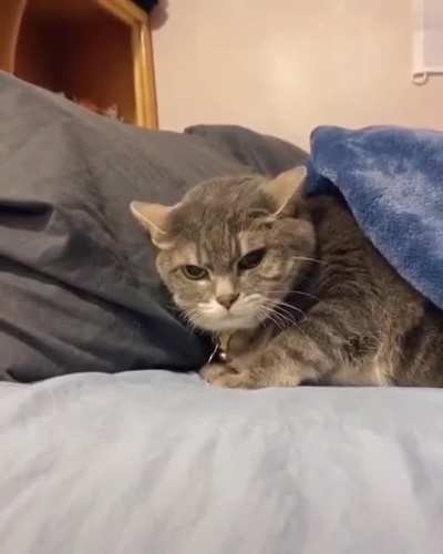 cat go fwoosh
