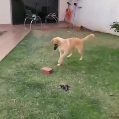 Good boy helping