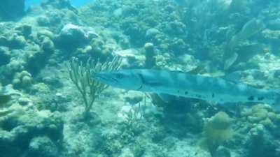 Saw this absolute beast of a barracuda today with a hook in its mouth!