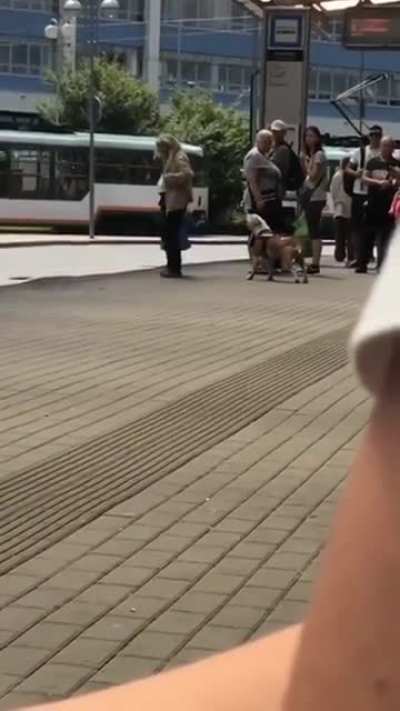 Don't bark at the dog