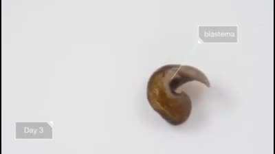 The amazing regenerative ability of a flatworm