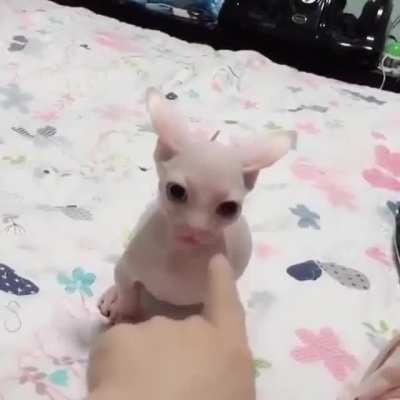 bingus