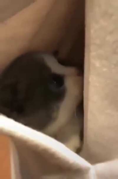 purrcket^.^