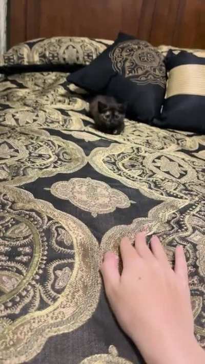 Musi’s first proper wiggle!