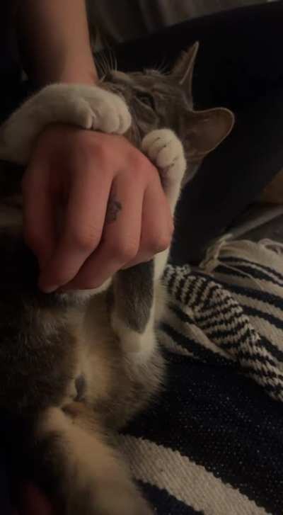 My cat can dish it out, but can’t take it
