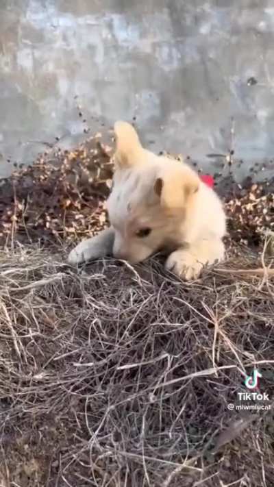 He's ok, don't worry