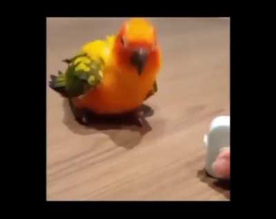 BIRR SHAKER (sexy)