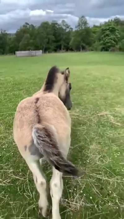 I demand you to scratch my butt 🐴