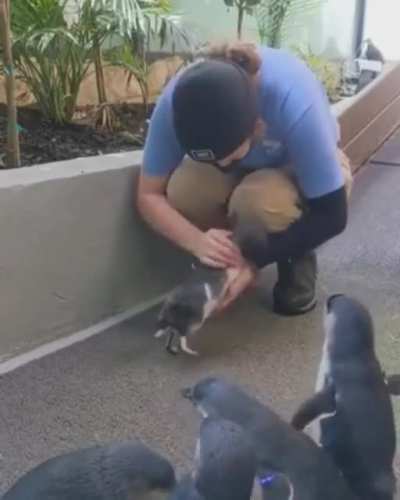 needy penguin friend