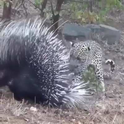 A porcupine defends itself against a leopard