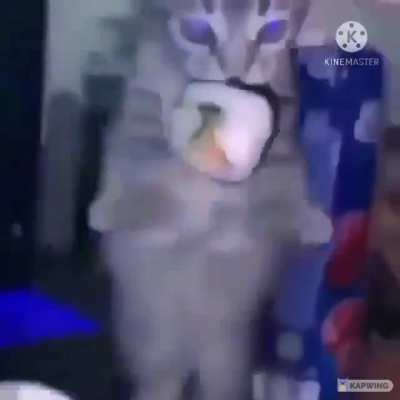 cat