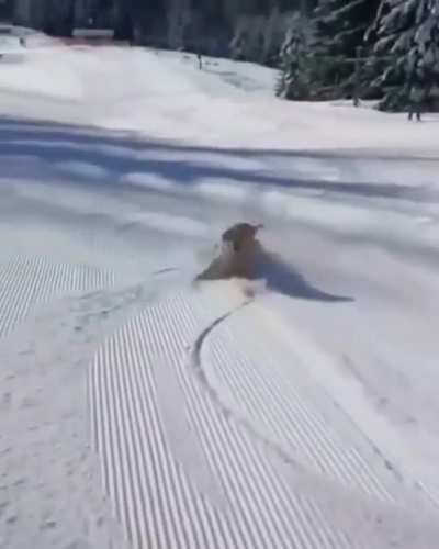 Dog + Snow = Pure Unadulterated Joy.