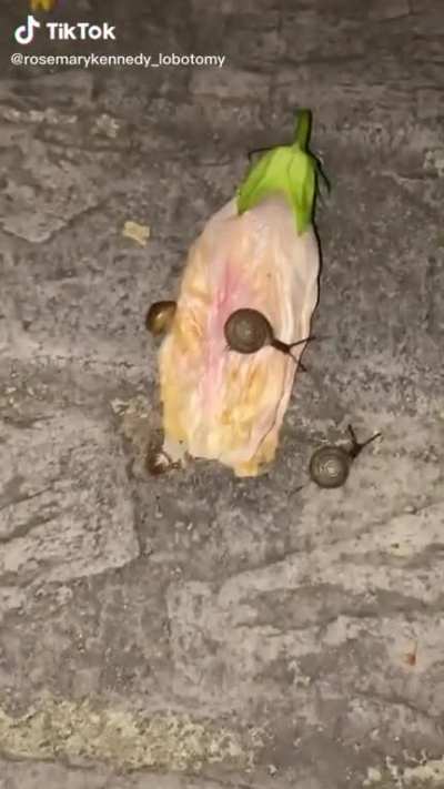 Cute snails