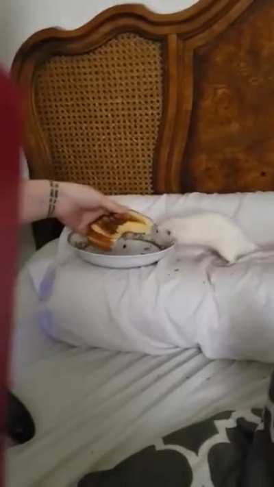 I need to stop putting my plates on my pillow while Ruckus free roams, I know this now