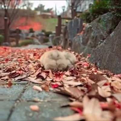 Look at these little floofs