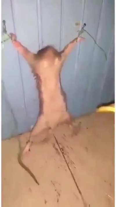 Cursed_peel