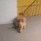 Pup doing a prank