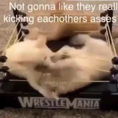 Um titulo sobre jojo e gatos