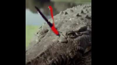 lizard explodes and dies