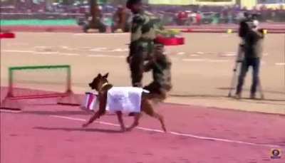 Based Indian doggo