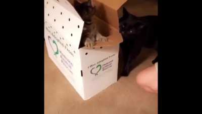 Nobody said anything about a new sibling