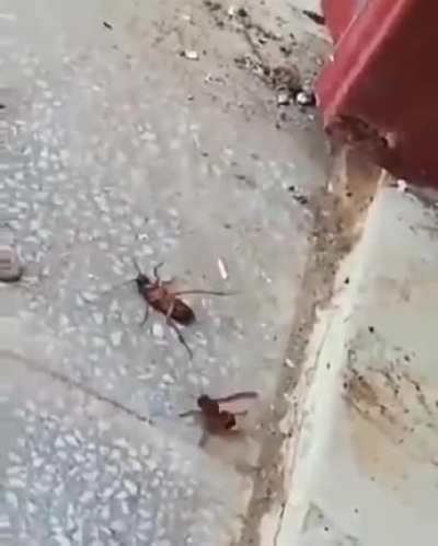 An epic Bug fight!