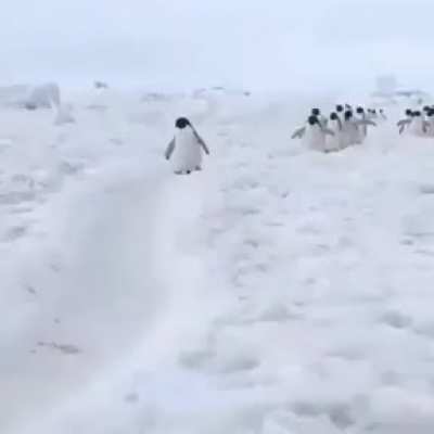 Penguins have the happiest walk