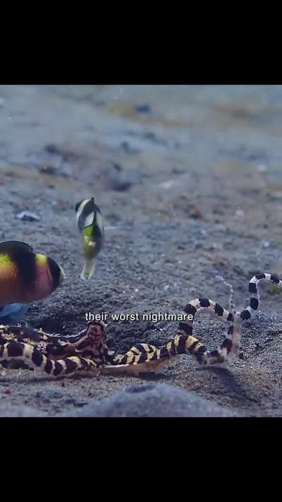 🔥 The Featureless Seafloor That Isn’t Empty - The Mimic Octopus