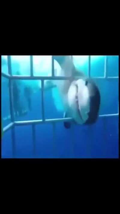 Обосрашки