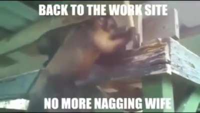 Monke work hard, help family