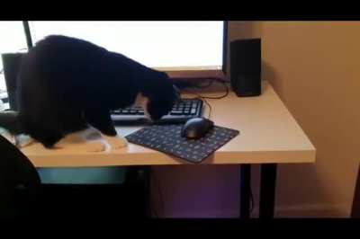 Our cat is still learning how to catch a mouse