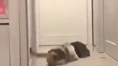 Rey MeowsTerio in the house!