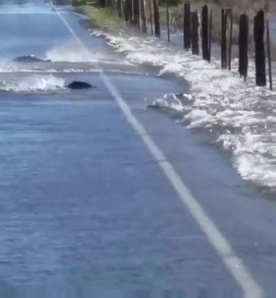 Salmon swimming across a flooded road