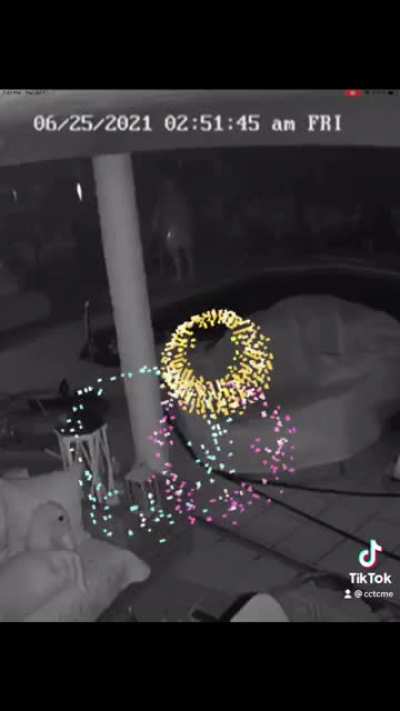 Firework freak out! Gotta love Florida!