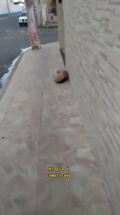 Cachorro