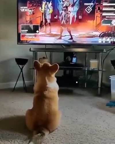 Poor dog.