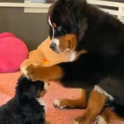 Petting dog