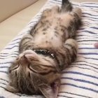 when the nip wears off
