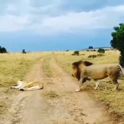 Кусь!