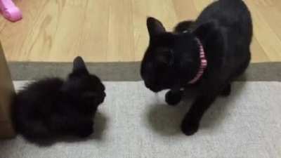 Touch Tha Kitten