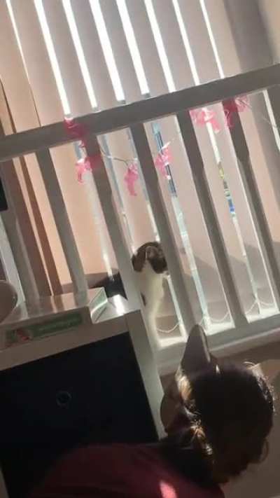 cat mask