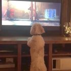 Someone take this dog to a trampoline﻿