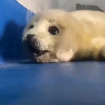 Can I pet that DAWG