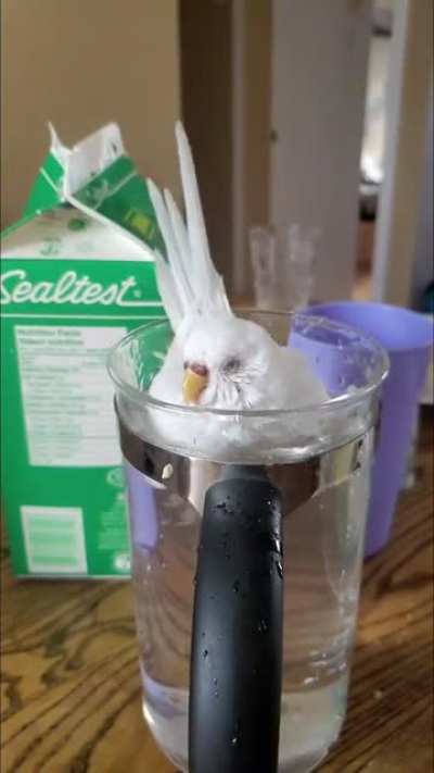 Help my duck is broken!! (Slow mo version)